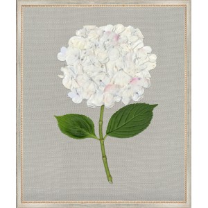 TLC- WHITE HYDRANGEA 7  20 X 24